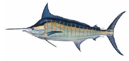 Blue Marlin