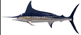 Striped Marlin