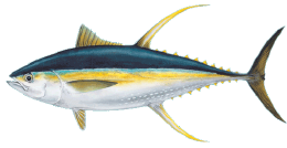 Yellow fin tuna