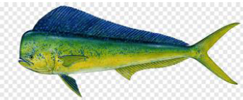 Mahi mahi- dorado