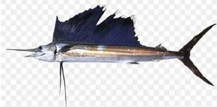 Sailfish