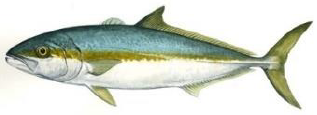 Yellowtail